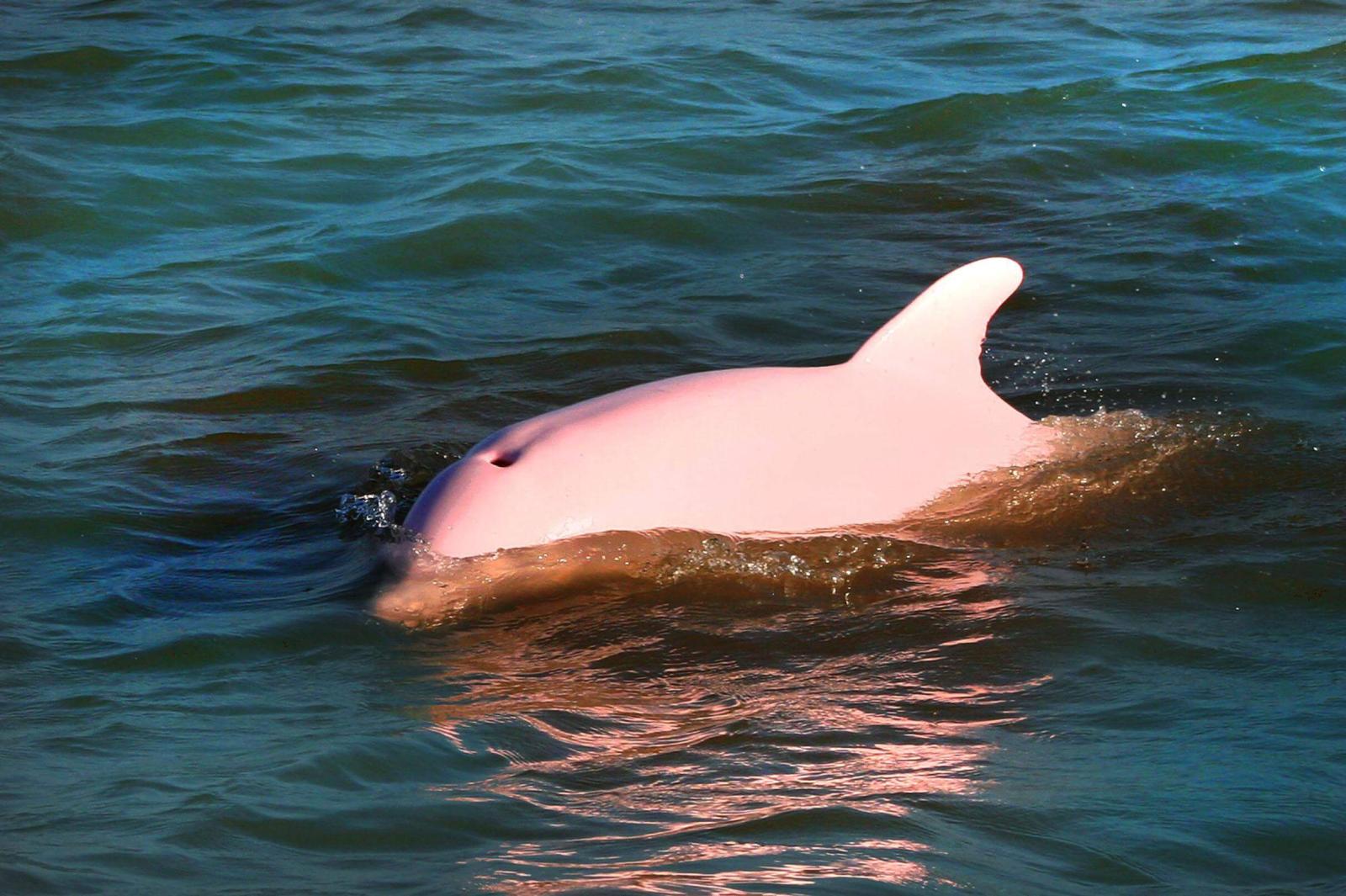 Амазонский Дельфин-альбинос